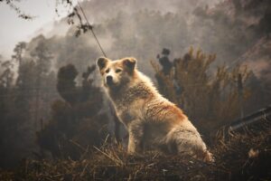 Paysage de montagne a Albertacce ou les chiens sont acceptes