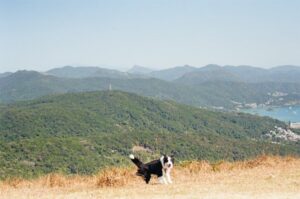 Paysage de montagne a Angoustrine-Villeneuve-des-Escaldes ou les chiens sont acceptes