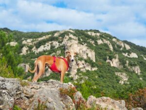 Paysage de montagne a Asco ou les chiens sont acceptes