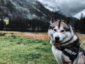 Paysage de montagne a Asco ou les chiens sont acceptes