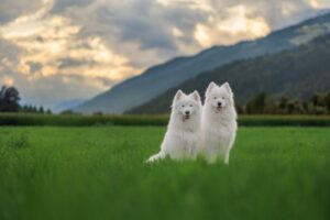 Paysage de montagne a Ax-les-Thermes ou les chiens sont acceptes