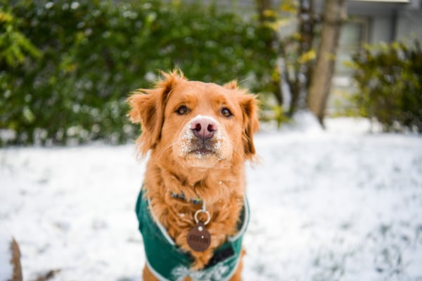 Paysage de montagne a Barèges ou les chiens sont acceptes