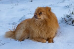 Paysage de montagne a Beaucens ou les chiens sont acceptes