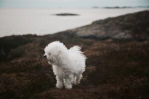 Paysage de montagne a Besse-et-Saint-Anastaise ou les chiens sont acceptes