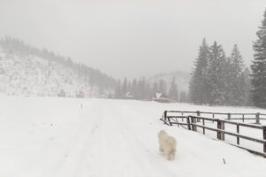 Paysage de montagne a Besse-et-Saint-Anastaise ou les chiens sont acceptes