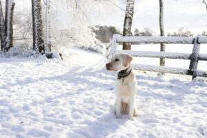 Paysage de montagne a Bourg-Saint-Maurice ou les chiens sont acceptes