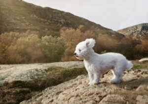Paysage de montagne a Calenzana ou les chiens sont acceptes