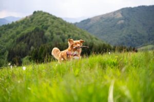 Paysage de montagne a Casamaccioli ou les chiens sont acceptes