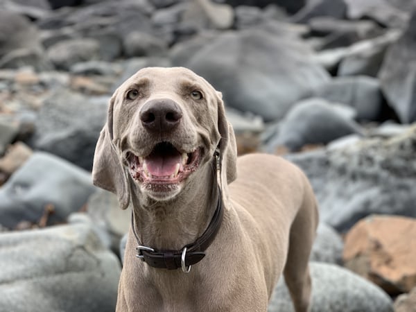 Paysage de montagne a Ceillac ou les chiens sont acceptes