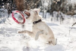 Paysage de montagne a Chamonix-Mont-Blanc ou les chiens sont acceptes