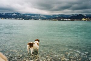 Paysage de montagne a Chamrousse ou les chiens sont acceptes