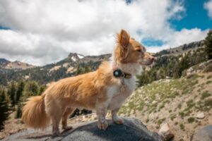 Paysage de montagne a Corte ou les chiens sont acceptes