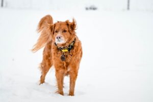 Paysage de montagne a Courchevel ou les chiens sont acceptes