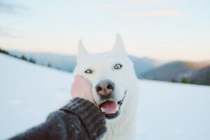 Paysage de montagne a Fellering ou les chiens sont acceptes