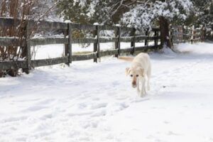 Paysage de montagne a Font-Romeu-Odeillo-Via ou les chiens sont acceptes