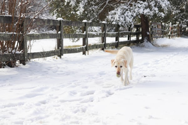 Paysage de montagne a Font-Romeu-Odeillo-Via ou les chiens sont acceptes