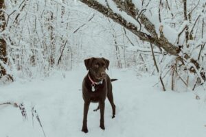 Paysage de montagne a Génos ou les chiens sont acceptes