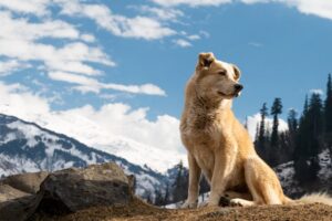 Paysage de montagne a Gérardmer ou les chiens sont acceptes