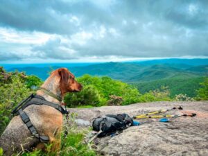 Paysage de montagne a Ghisoni ou les chiens sont acceptes