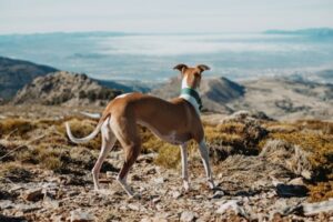 Paysage de montagne a Isola ou les chiens sont acceptes