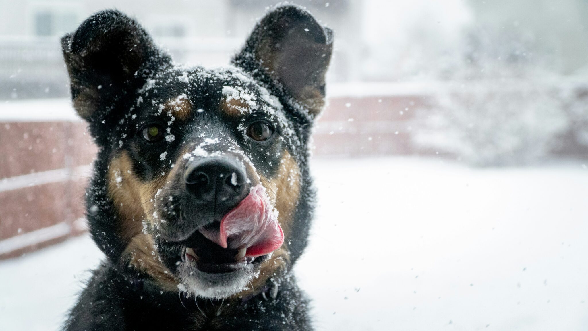 Chien dans la neige en montagne, coussinets exposés au froid et au sel de déneigement