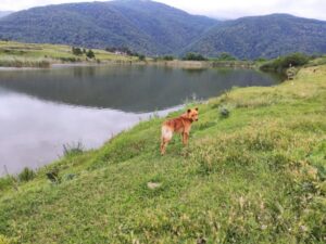 Paysage de montagne a La Bresse ou les chiens sont acceptes