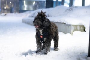 Paysage de montagne a La Bresse ou les chiens sont acceptes