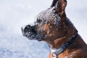 Paysage de montagne a La Pesse ou les chiens sont acceptes