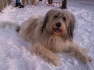Paysage de montagne a La Plagne Tarentaise ou les chiens sont acceptes