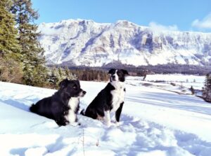 Paysage de montagne a Lajoux ou les chiens sont acceptes