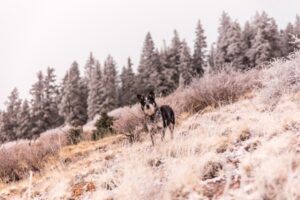 Paysage de montagne a Laveissière ou les chiens sont acceptes