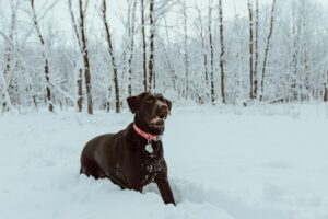 Paysage de montagne a Le Grand-Bornand ou les chiens sont acceptes