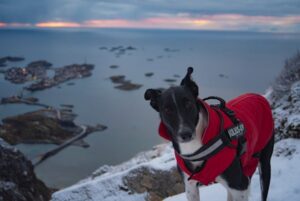 Paysage de montagne a Le Monêtier-les-Bains ou les chiens sont acceptes