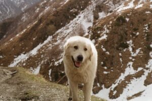 Paysage de montagne a Le Mont-Dore ou les chiens sont acceptes