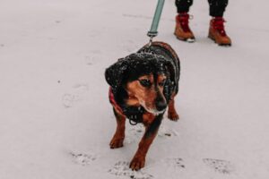 Paysage de montagne a Les Belleville ou les chiens sont acceptes