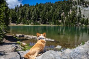 Paysage de montagne a Les Contamines-Montjoie ou les chiens sont acceptes