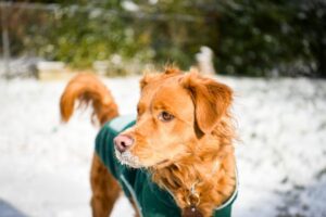 Paysage de montagne a Les Deux Alpes ou les chiens sont acceptes
