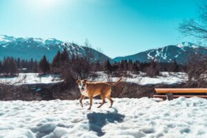 Paysage de montagne a Les Moussières ou les chiens sont acceptes