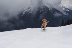 Paysage de montagne a Les Orres ou les chiens sont acceptes