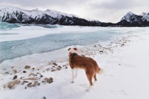 Paysage de montagne a Les Rousses ou les chiens sont acceptes