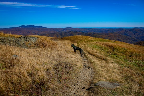 Paysage de montagne a Loudenvielle ou les chiens sont acceptes