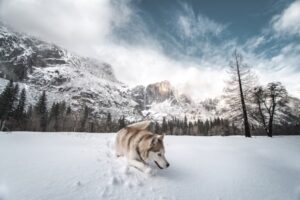 Paysage de montagne a Montvalezan ou les chiens sont acceptes