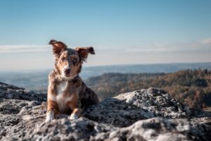 Paysage de montagne a Morzine ou les chiens sont acceptes