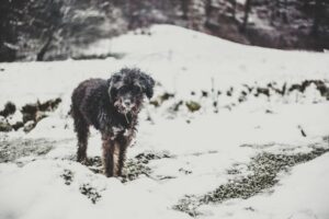 Paysage de montagne a Orcières ou les chiens sont acceptes
