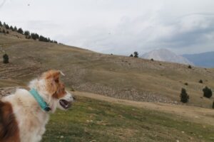 Paysage de montagne a Passy ou les chiens sont acceptes