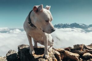 Paysage de montagne a Péone ou les chiens sont acceptes