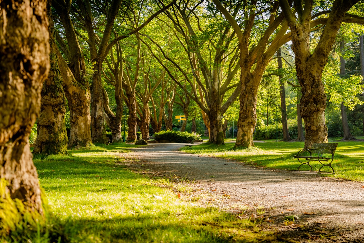 Allée de parc bordée de platanes formant une voûte d'ombre