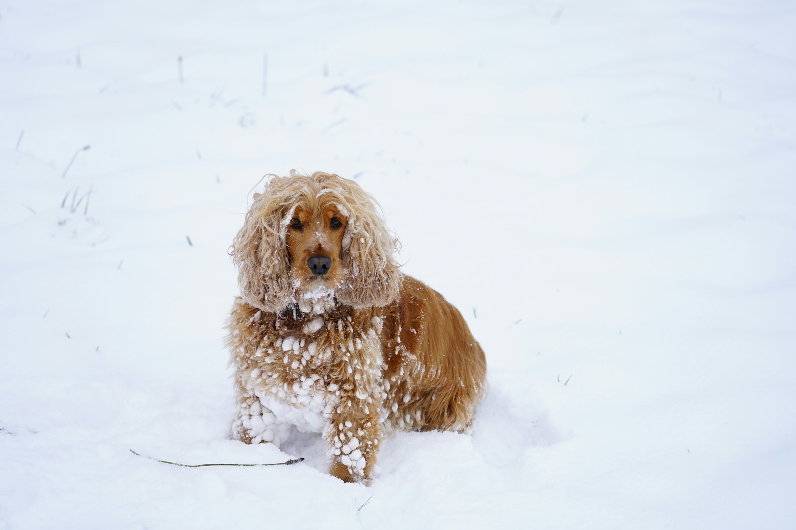 Chien dans la neige en montagne, attendant pendant une journée de ski