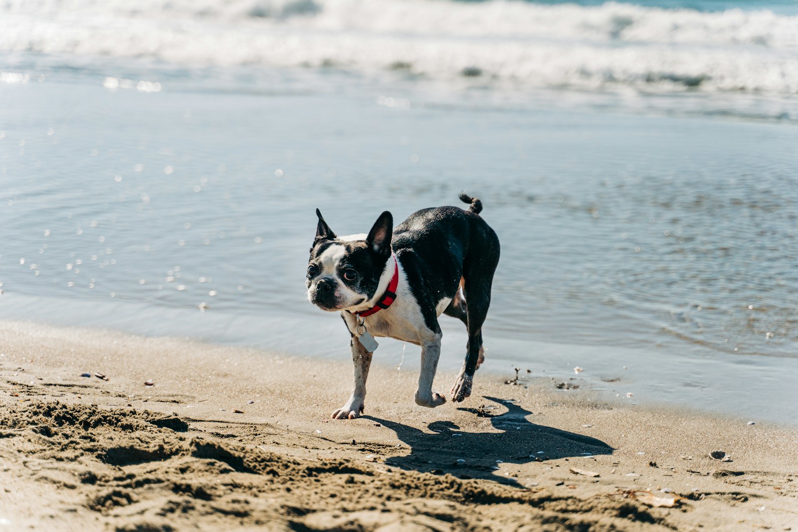 Chien sur le sable au bord de la Méditerranée par temps ensoleillé