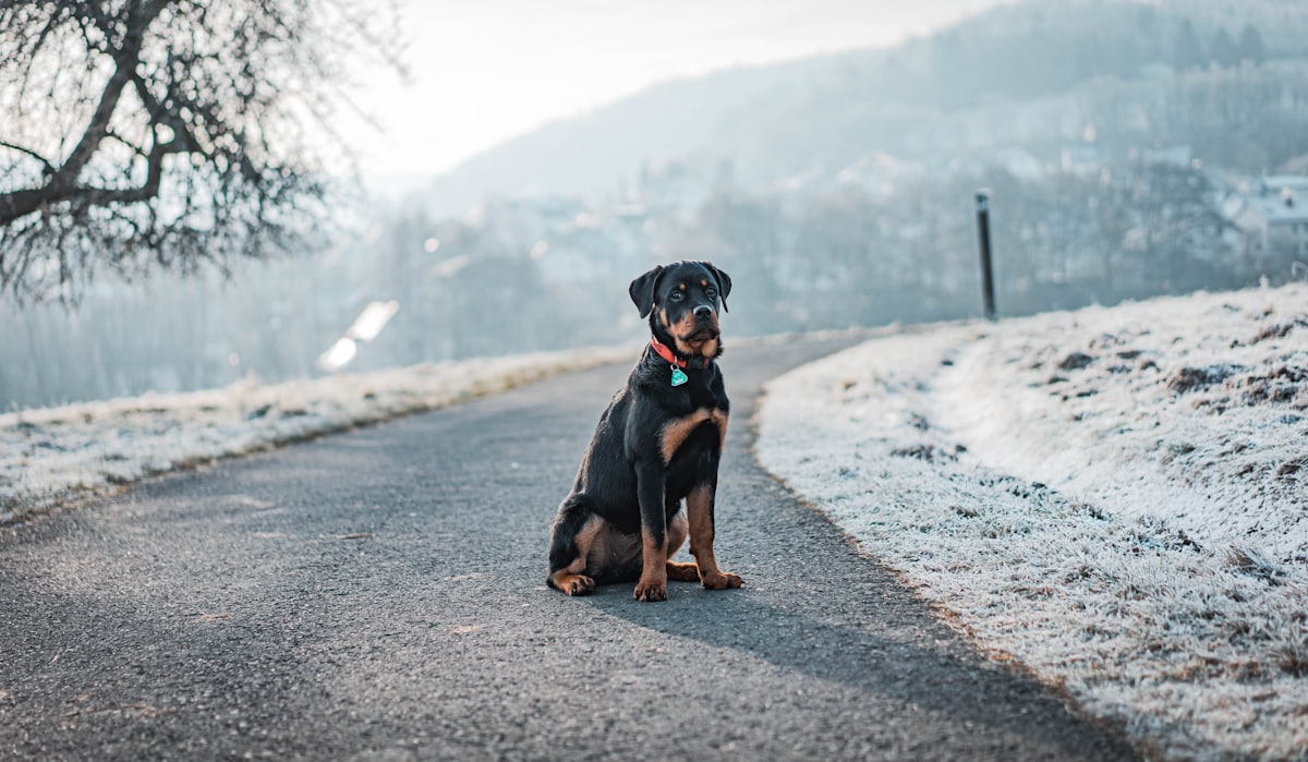 Chien debout dans la neige fraîche, en bordure de forêt de montagne